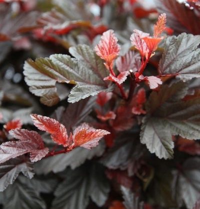 Physocarpus opulifolius 'Little Joker' STD