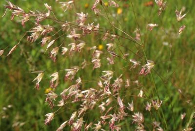 Deschampsia flexuosa