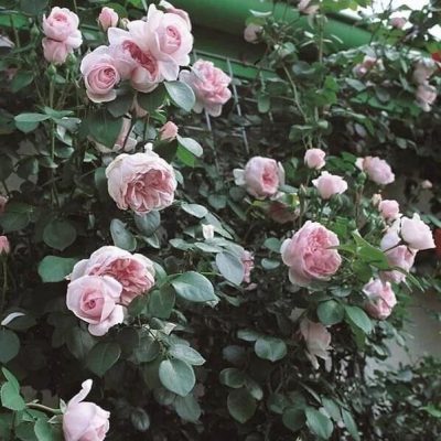 Cinderella Fairy Tale