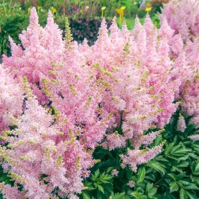 Astilbe X 'Younique Silvery Pink'