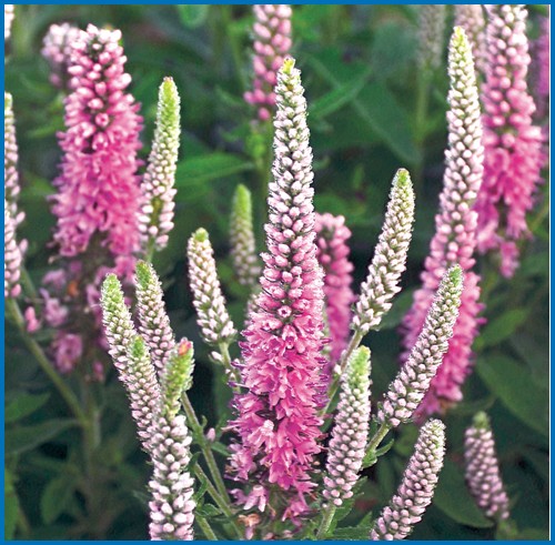 Veronica spicata 'Pink Potion' PW