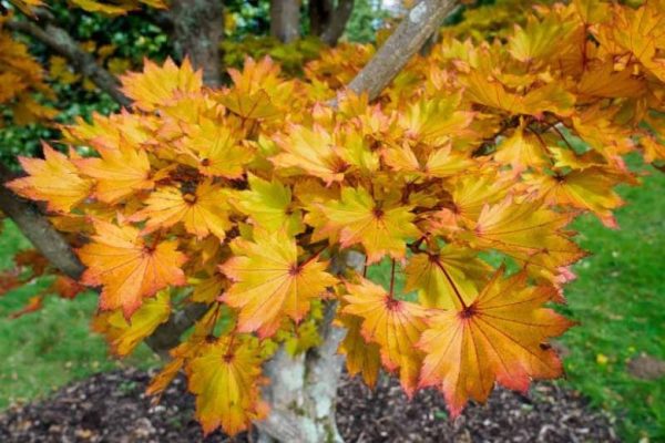 Acer shirasawanum 'Aureum'