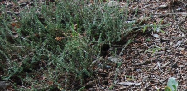 Empetrum nigrum