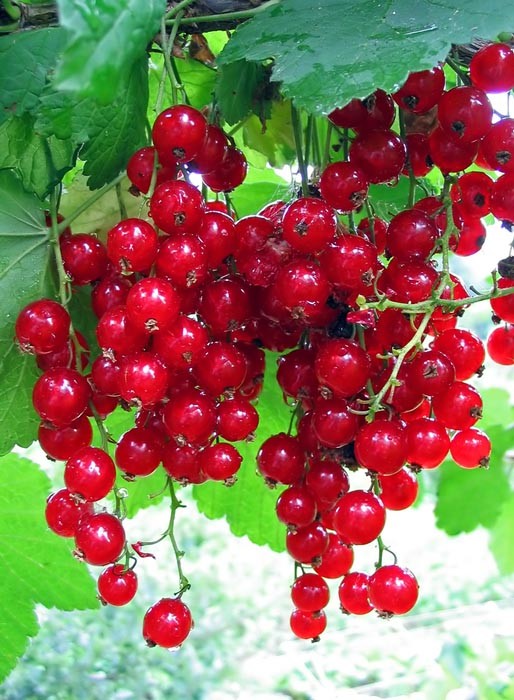 Ribes nigrum 'Cherry Red'