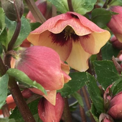 Helleborus x 'Sandy Shores'