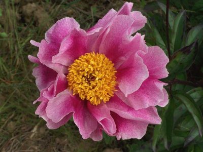 Paeonia lactiflora 'Jeanne Cayeux'