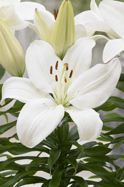 Asiatic Lily 'Gwen'