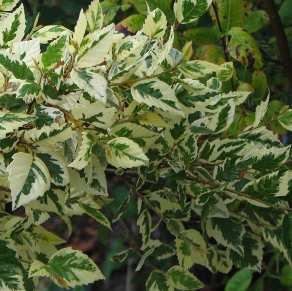 Betula nigra 'Shilo Splash' (sur tige)