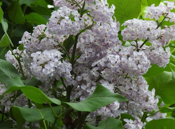 French Lilac 'Ludwig Spaeth'
