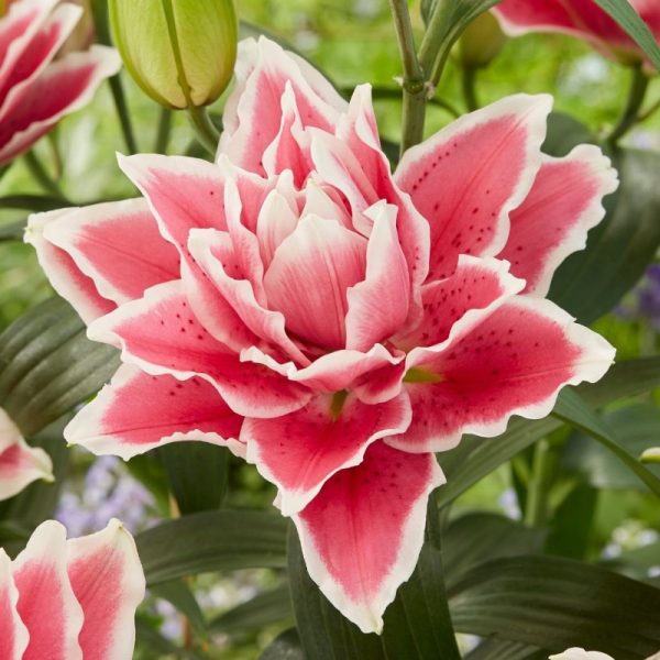 Lilium 'Roselily Samantha'