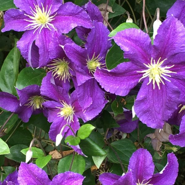 Clematis × jackmanii 'Superba'