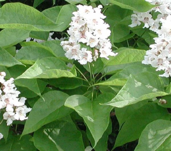Catalpa speciosa