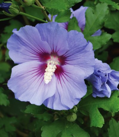 Hibiscus syriacus 'Lucy' (sur tige)
