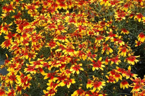 Coreopsis verticillata 'Ladybird'