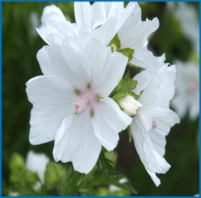Malva moschata 'Alba'