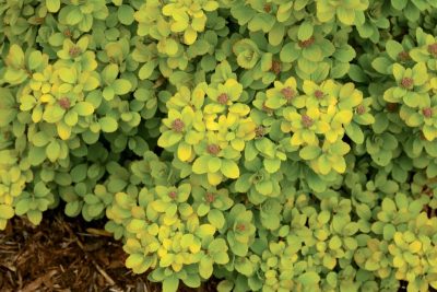 Spiraea betulifolia 'Glow Girl' PW