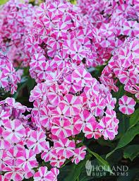 Phlox paniculata 'Peppermint Twist'