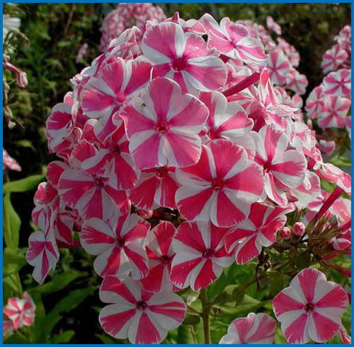 Phlox paniculé 'Peppermint Twist'