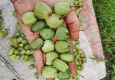 Female Hardy Kiwi Vine