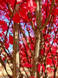 Fusain ailé 'Compacta' (sur tige)