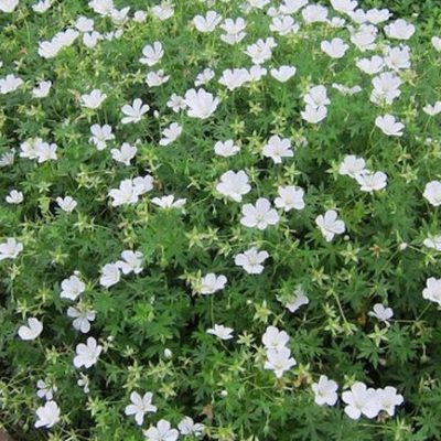 Geranium sanguineum 'Album'