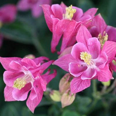 Aquilegia vulgaris 'Winky Rose-Rose'