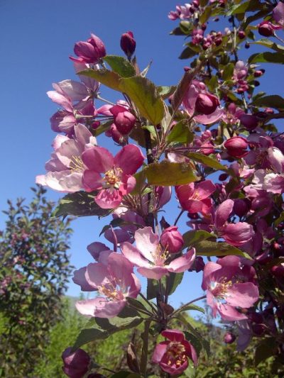 Pommier 'Purple Spire'