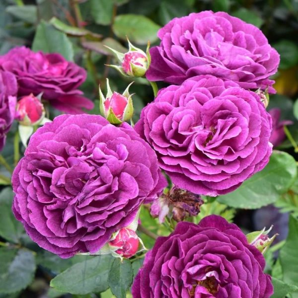 Rosier floribunda 'Ebb Tide'