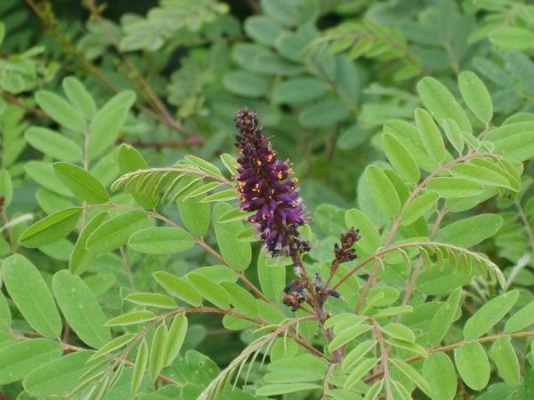Amorpha fruticosa