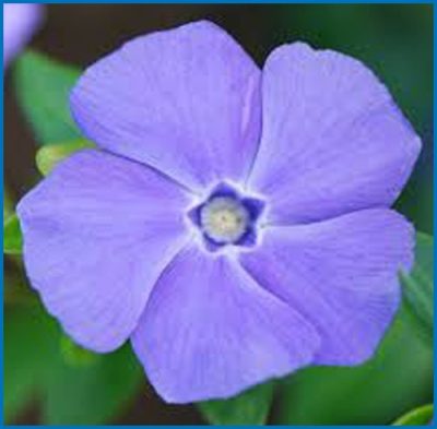 Vinca minor 'Mrs. Bowles'