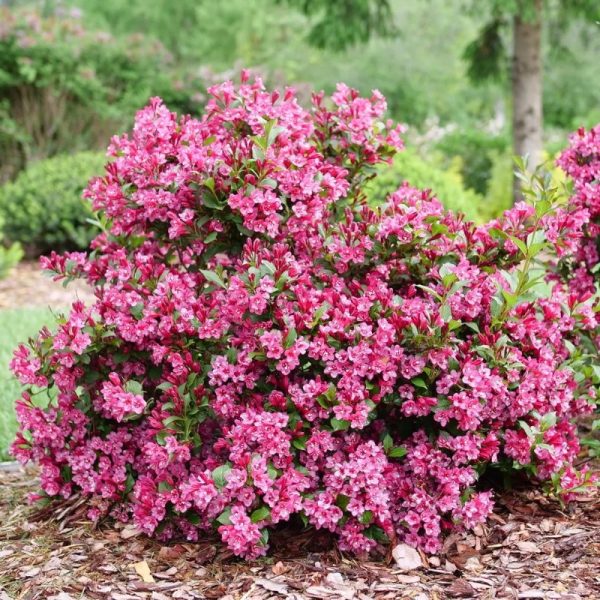 Weigela 'Sonic Bloom Pink' PW
