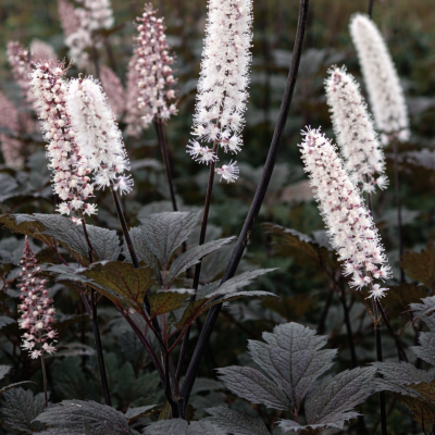 Cimicifuga 'Brunette'