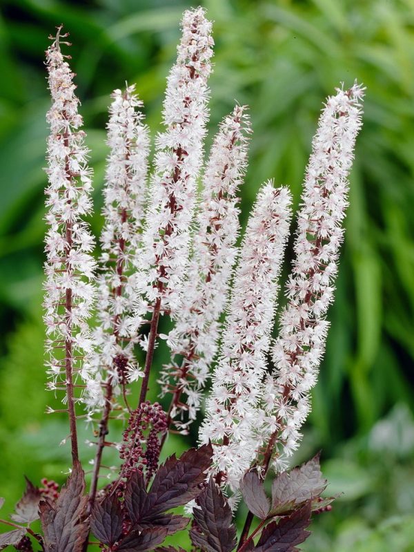 Cierge d'argent 'Brunette'