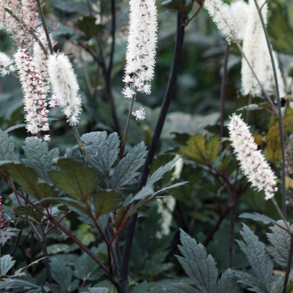 Cierge d'argent 'Brunette'