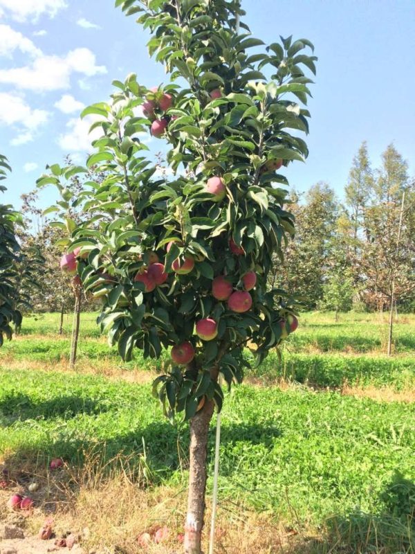 Malus domestica 'Mac Savio'