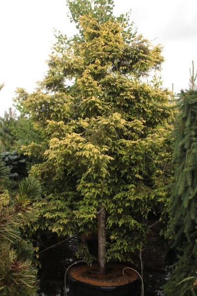 Eastern Hemlock 'New Gold'