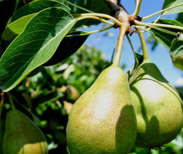 Cerisier de Mandchourie 'Ming'