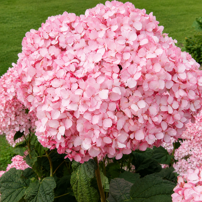 Hydrangea arborescens 'Pinkerella'