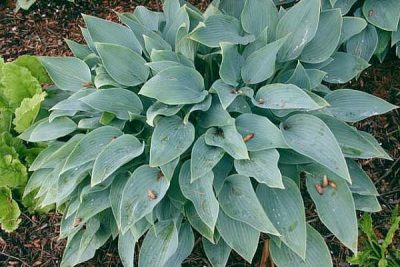 Hosta 'Blue Blush'