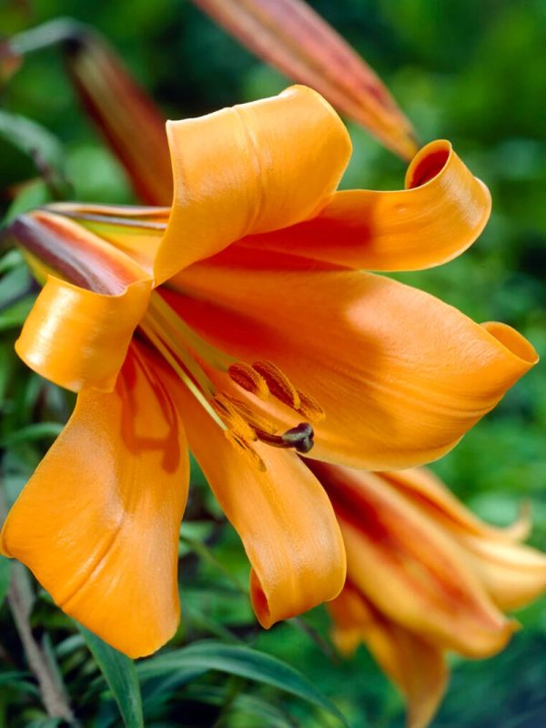 Lilium longiflorum 'African Queen'