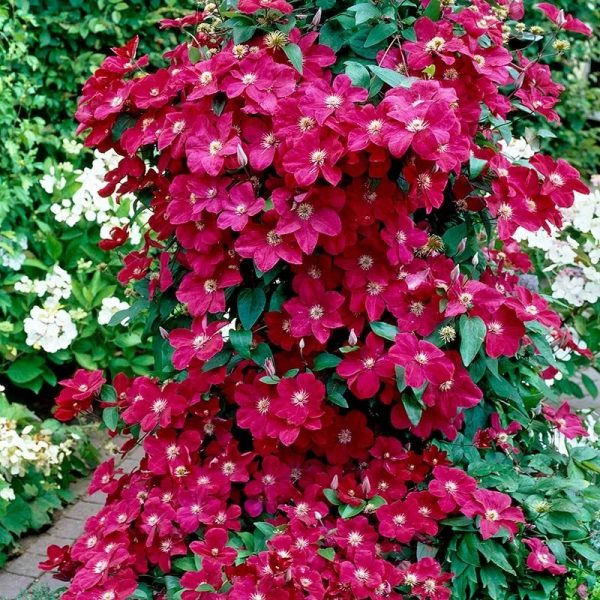 Clematis x 'Ernest Markham'