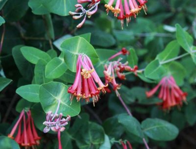 Lonicera sempervirens 'Blanche Sandman'