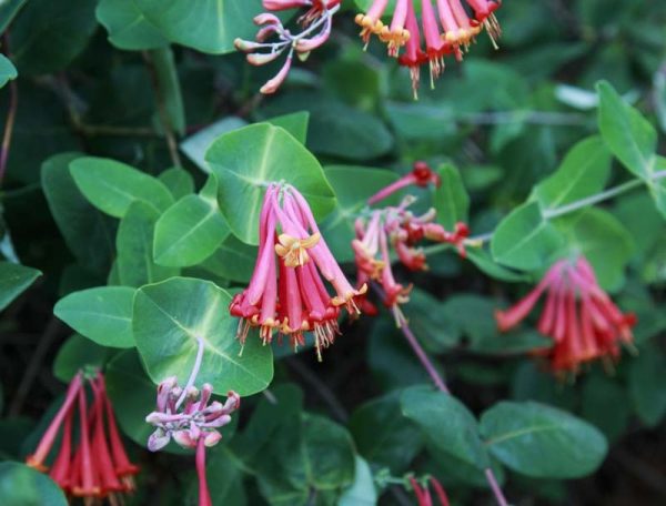 Lonicera sempervirens 'Blanche Sandman'