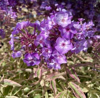 Phlox paniculata 'Olympus'