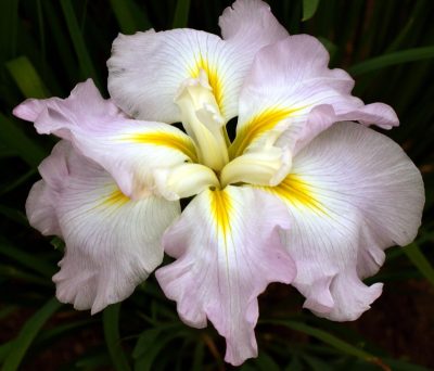 Iris ensata 'Pink Frost'