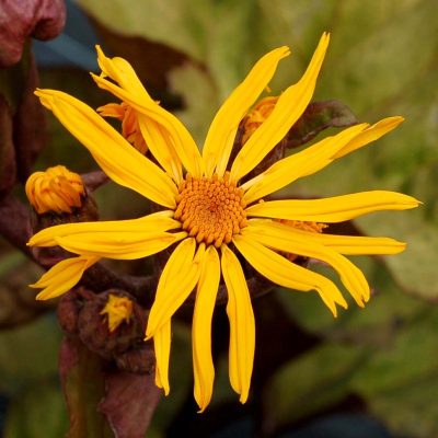 Ligularia dentata 'Garden Confetti'