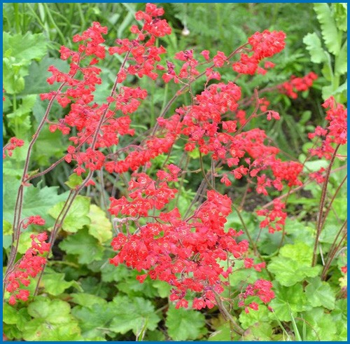 Heuchera 'Firefly'