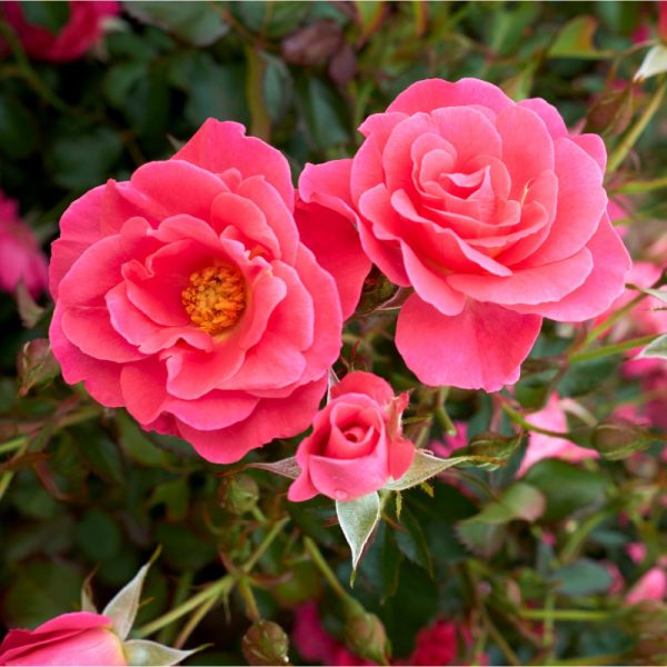 Rosier 'Aurora Borealis'