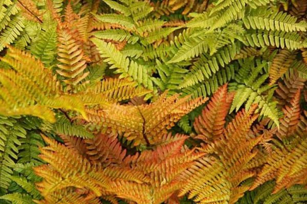 Dryopteris erythrosora 'Brilliance'