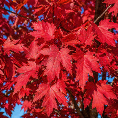 Acer freemanii 'Autumn Blaze'